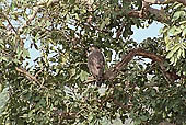 Panna National Park, Chattarpur, Madhya Pradesh